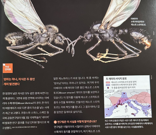 엄마는 하나, 자식은 두 종인 개미 발견됐다. 과학동아 2025년 11월호